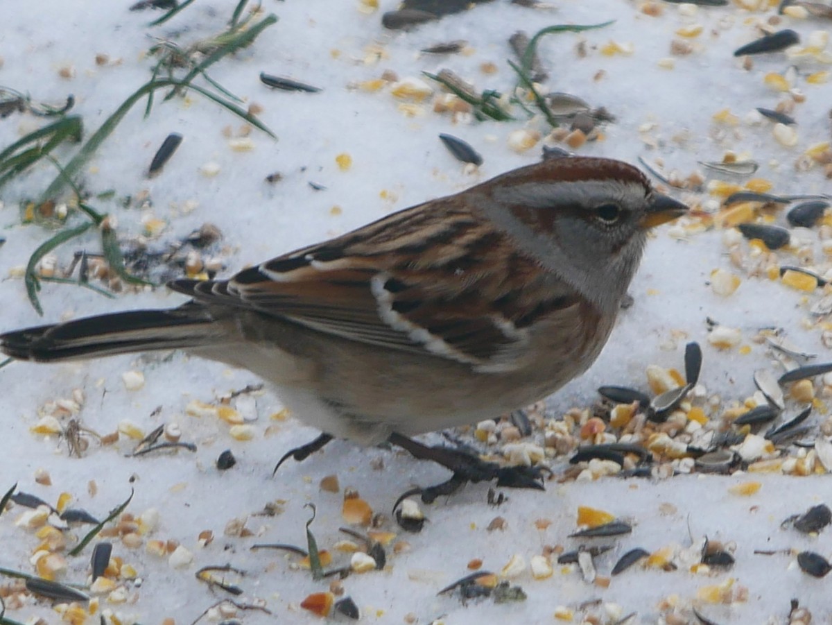 bjørkespurv - ML646199837