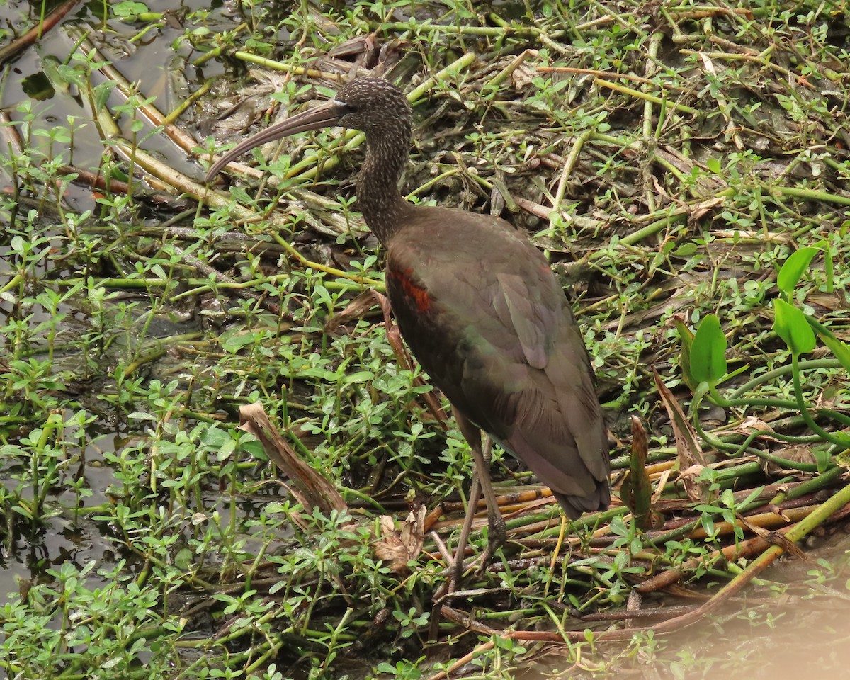 bronseibis - ML646199838