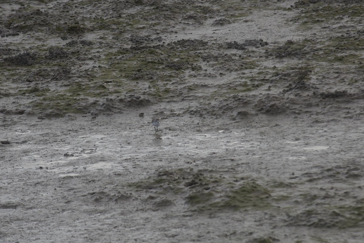 hvitbrystlo - ML646199839