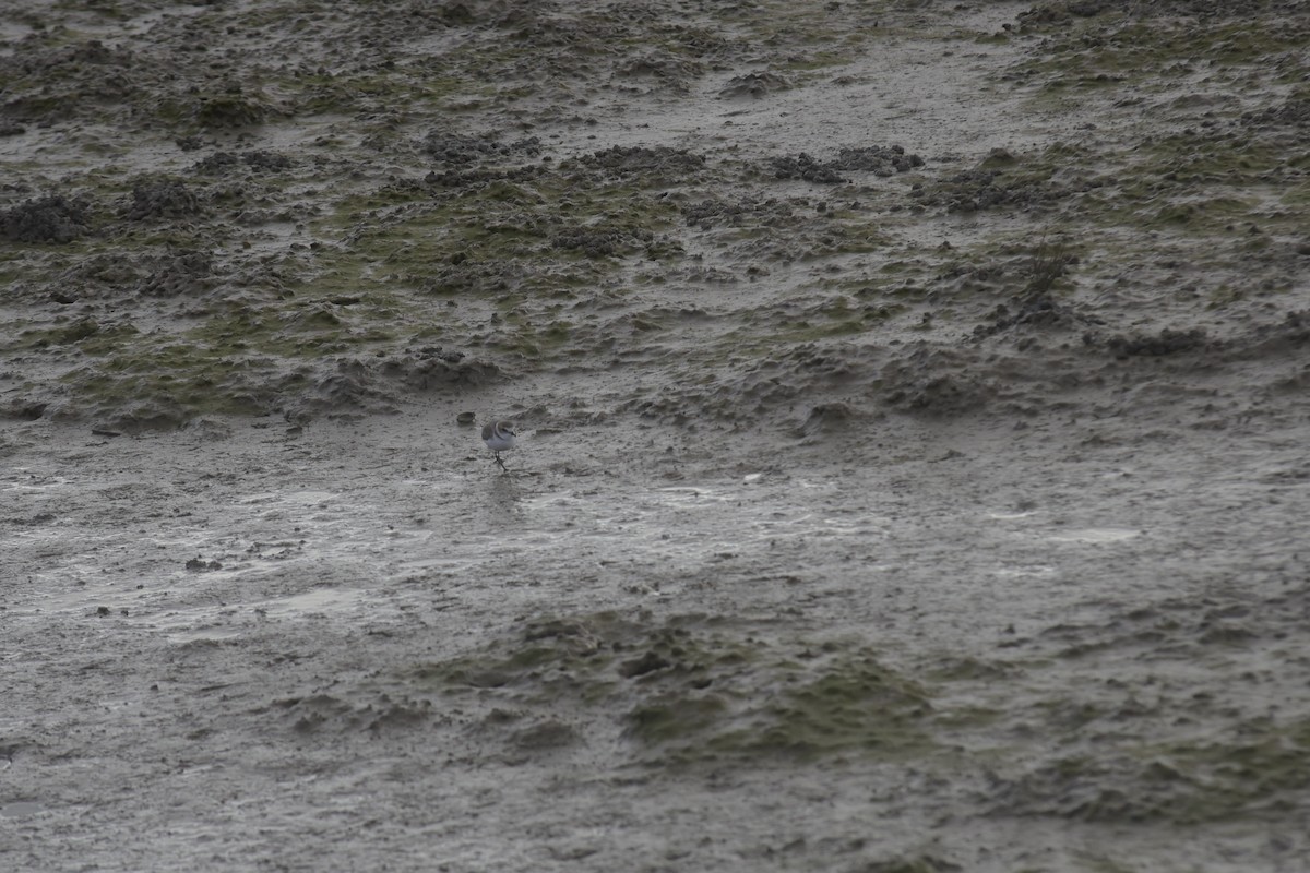 hvitbrystlo - ML646199840