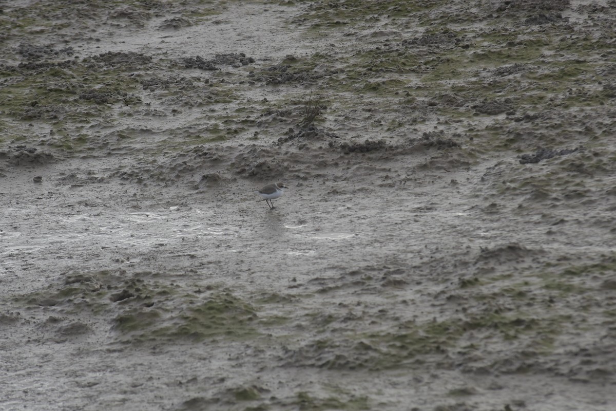 hvitbrystlo - ML646199841