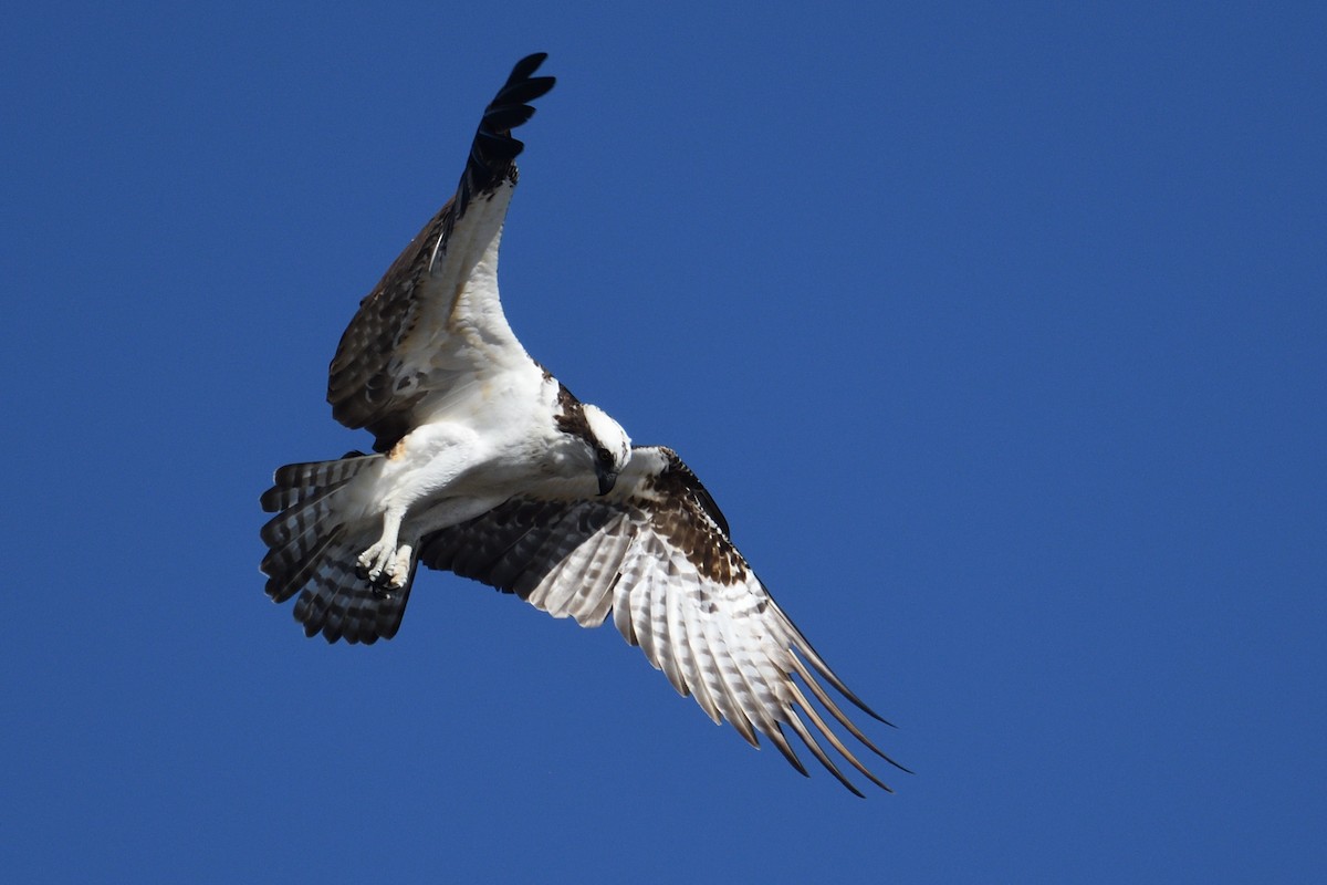 fiskeørn - ML646199842