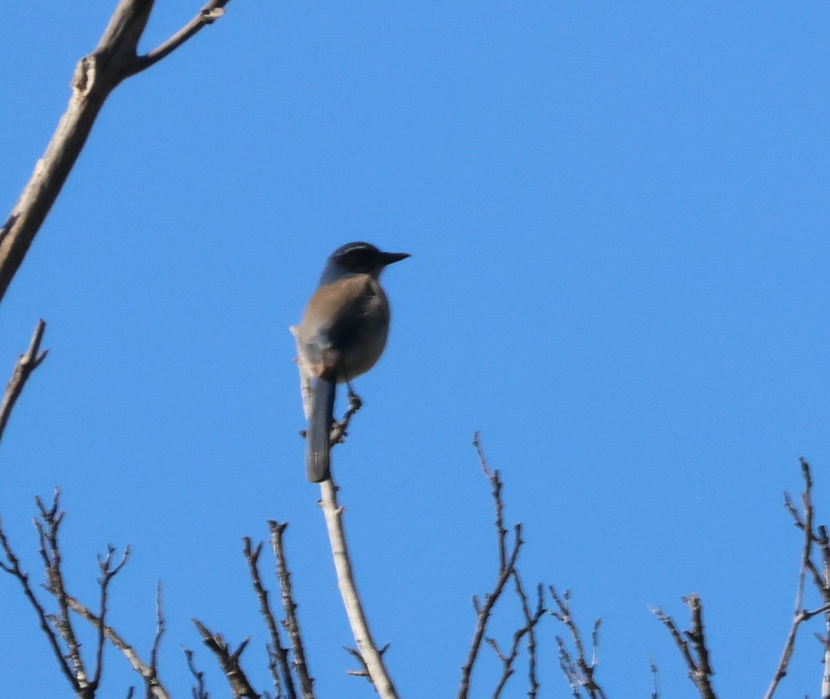 krattskrike - ML646199843