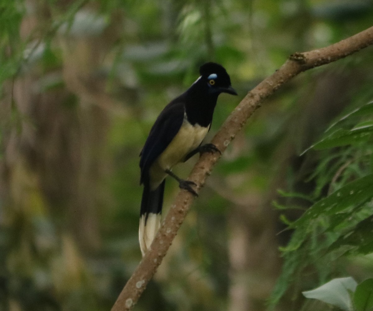 plysjskrike - ML646199844