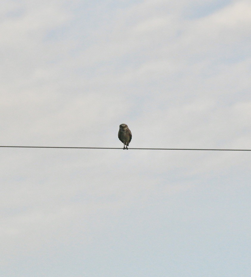 graveugle - ML646199846