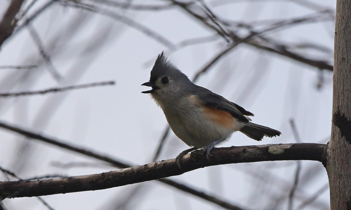 gråduskmeis - ML646199847