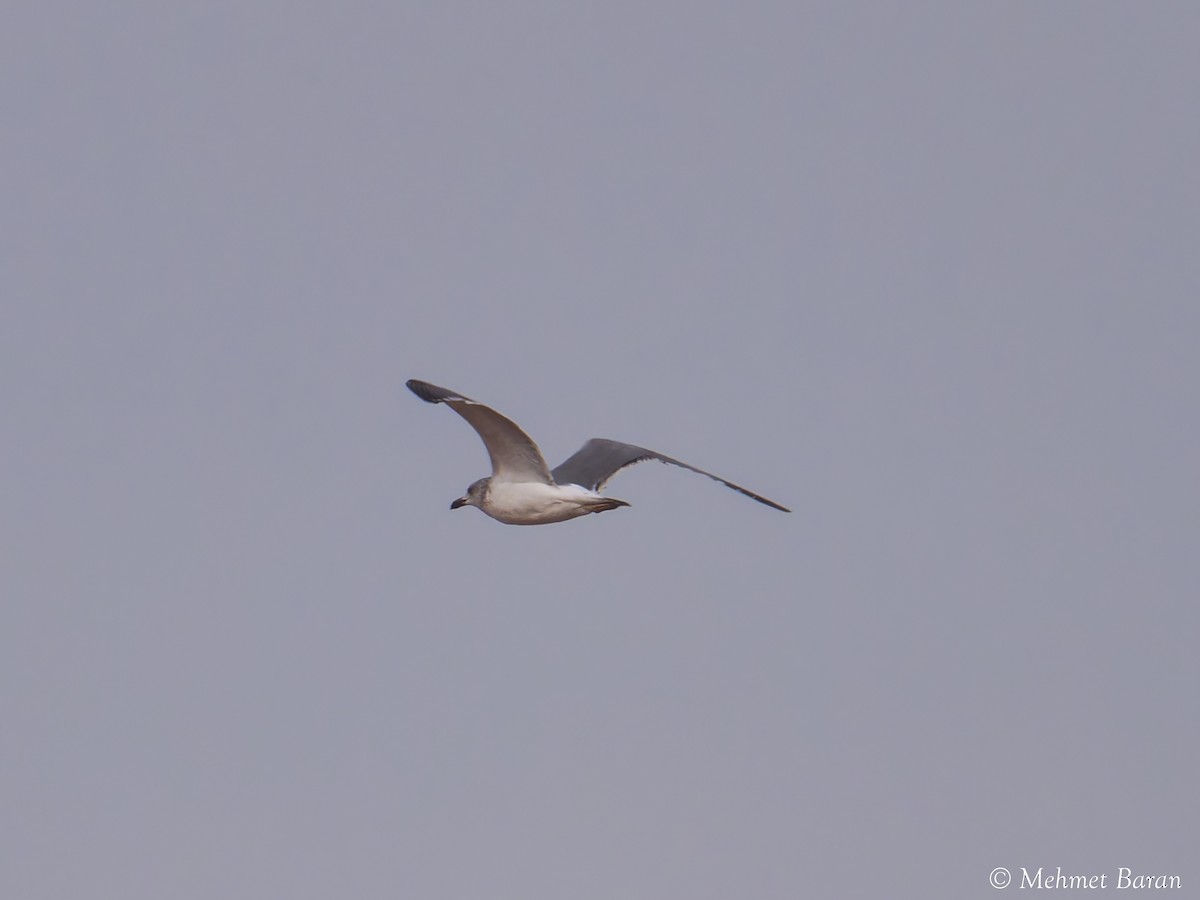 Armenian Gull - ML646199848