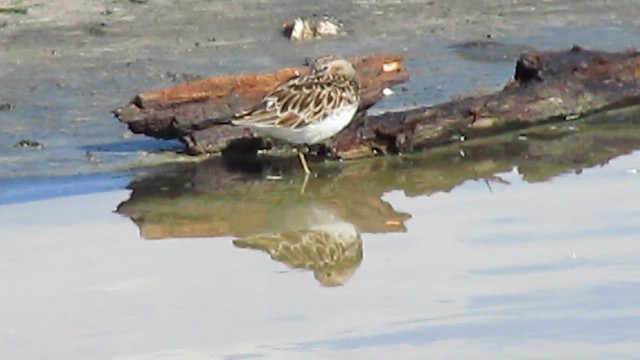 jespák drobný - ML646199851