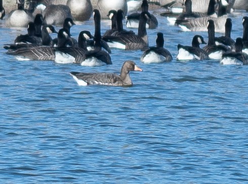 tundragås - ML646199853