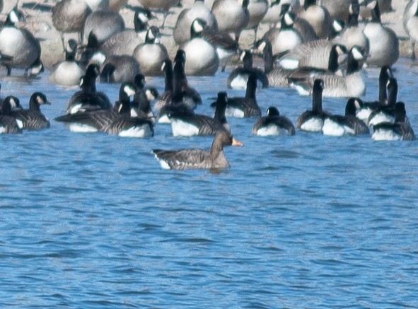 tundragås - ML646199854