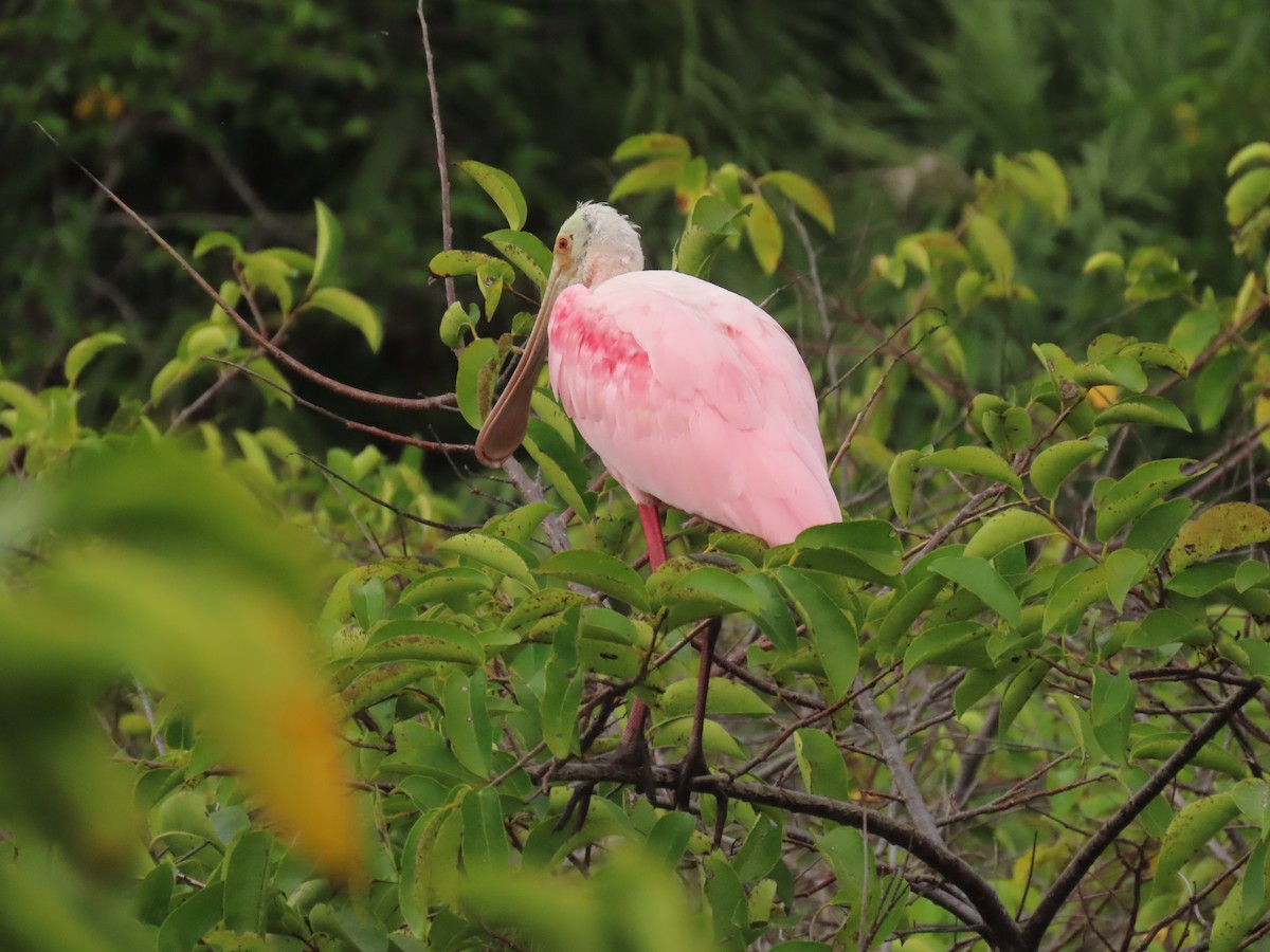 rosenskjestork - ML646199855