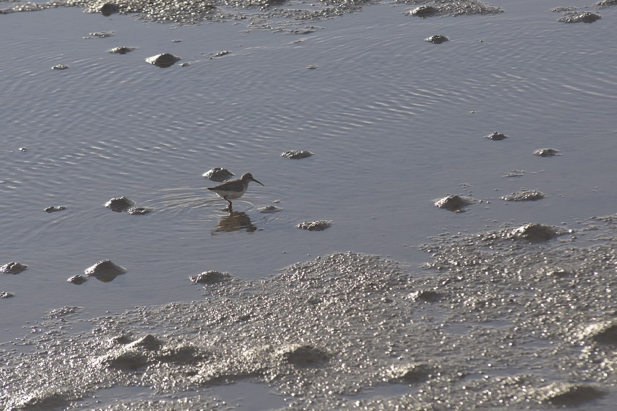 tundrasnipe - ML646199856