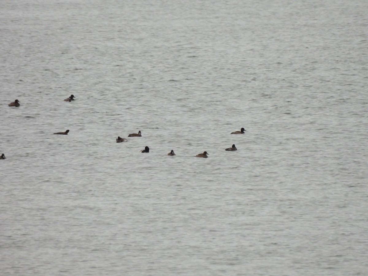 ringand - ML646199857