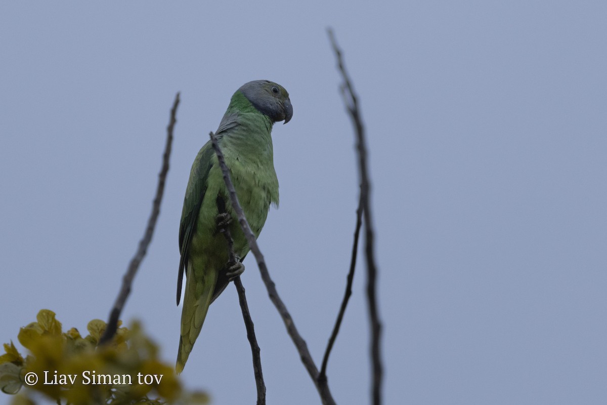 alexandr smaragdový - ML646199858