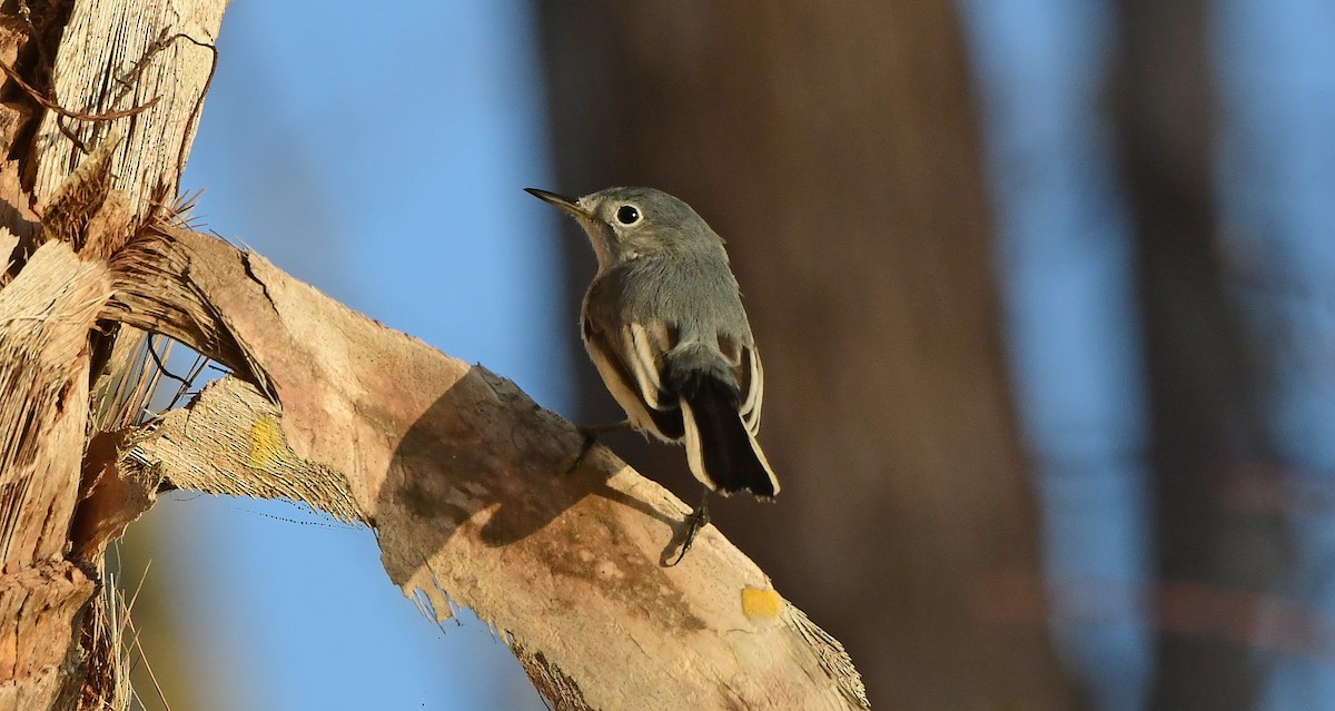 nordmyggsmett - ML646199859