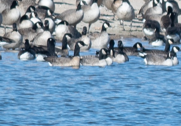 Cackling Goose - ML646199865