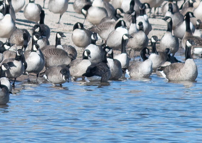 Cackling Goose - ML646199866