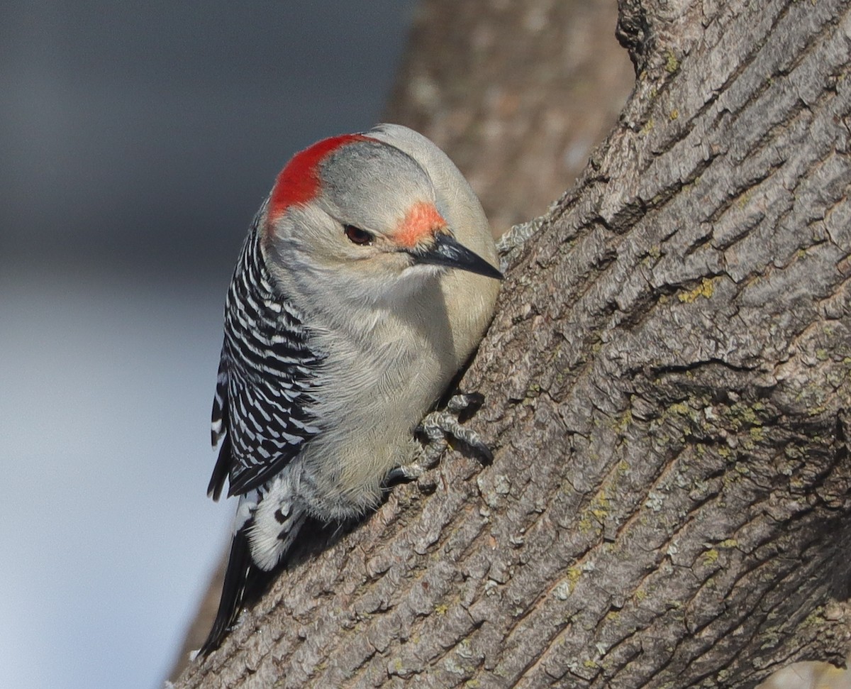 lundspett - ML646199867