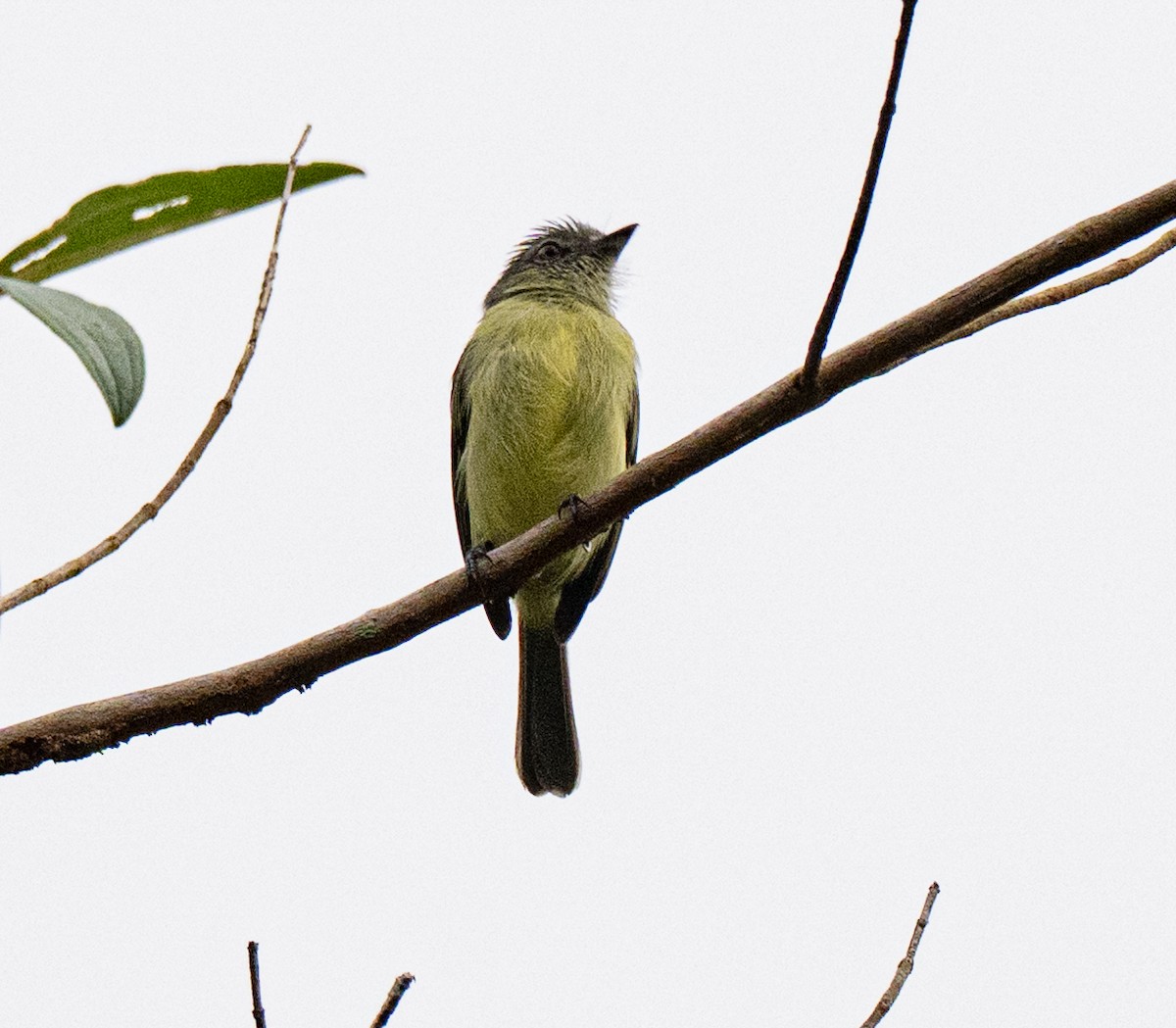 askekroneflatnebb - ML646199869