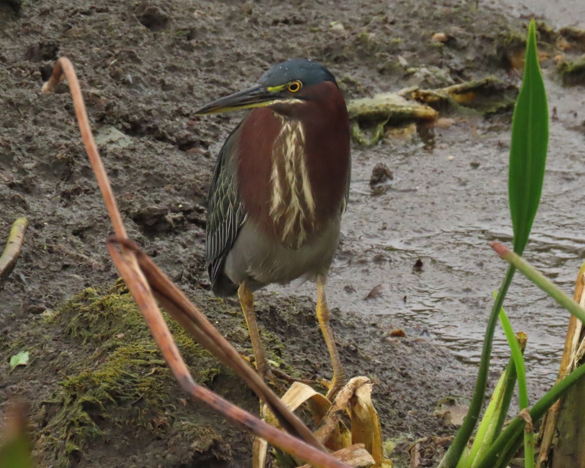 grønnrygghegre - ML646199882