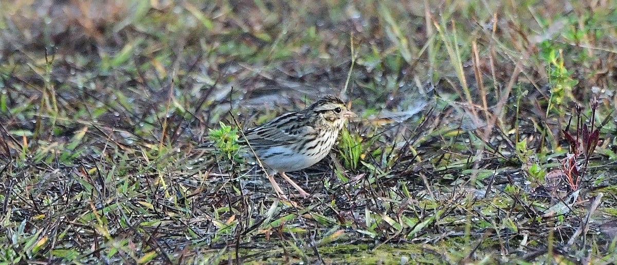 musespurv - ML646199884