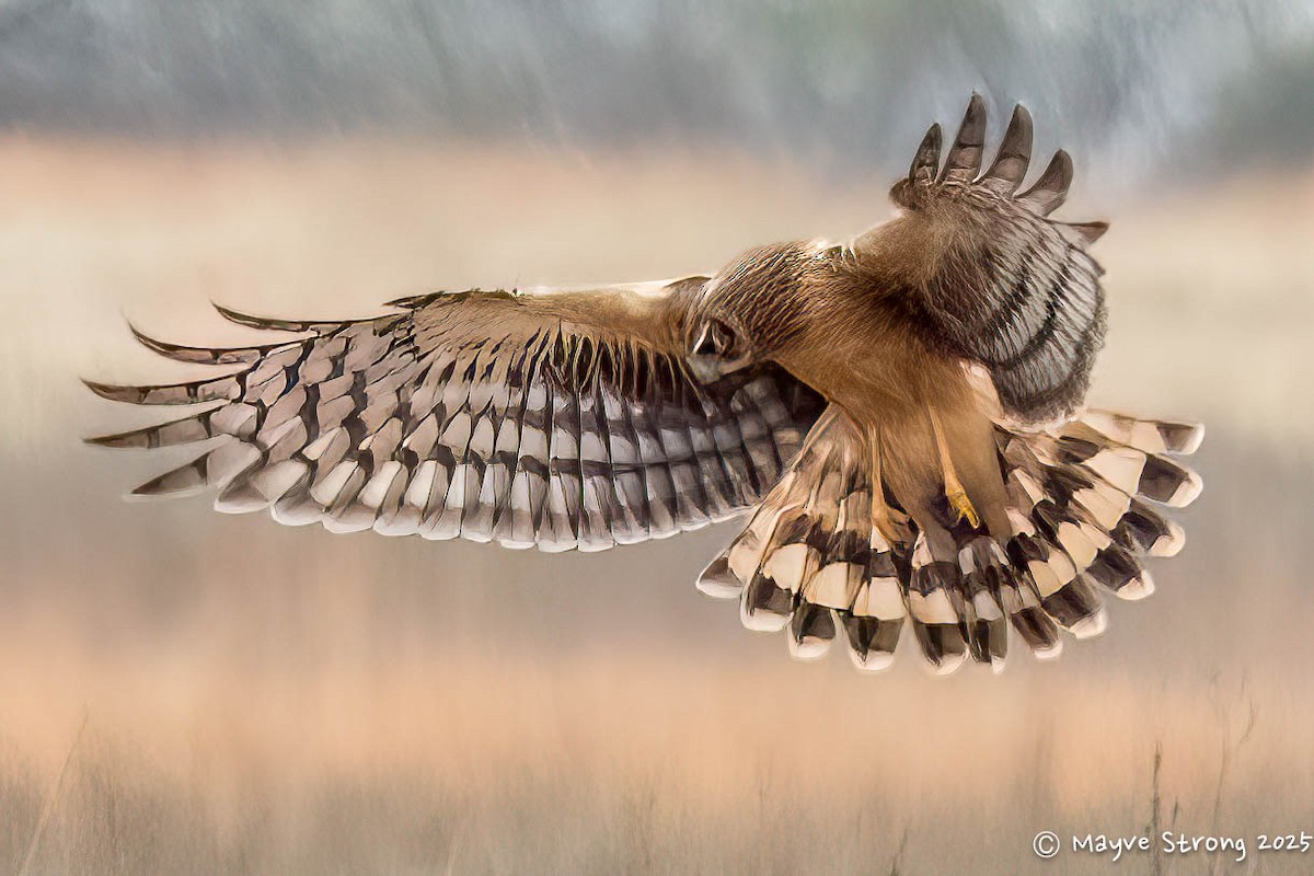 Northern Harrier - ML646199885