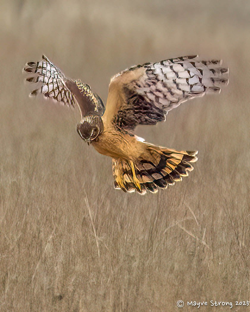 Northern Harrier - ML646199886