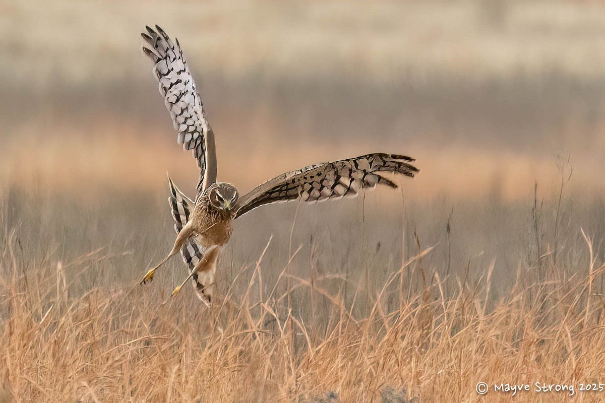 Northern Harrier - ML646199887