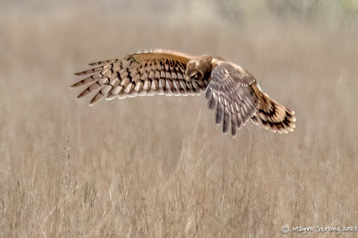 Northern Harrier - ML646199888
