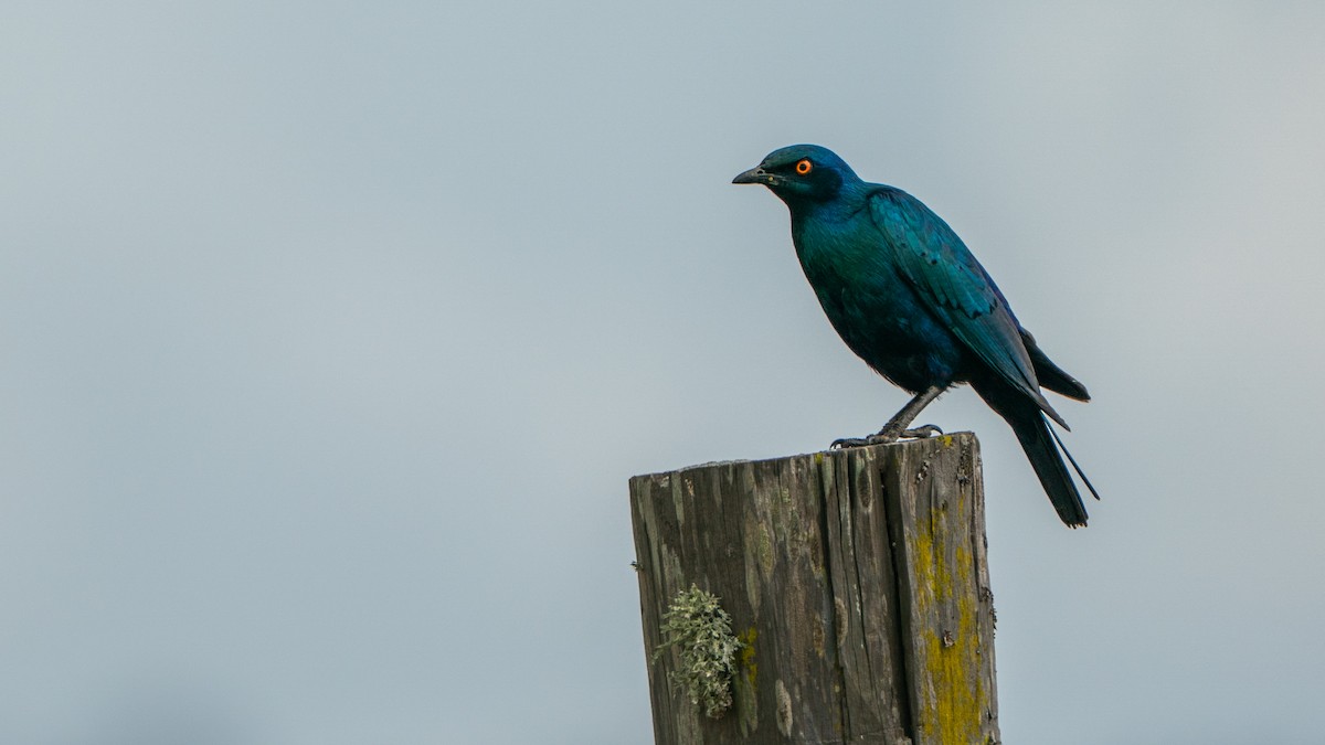 Greater Blue-eared Starling - ML646199889