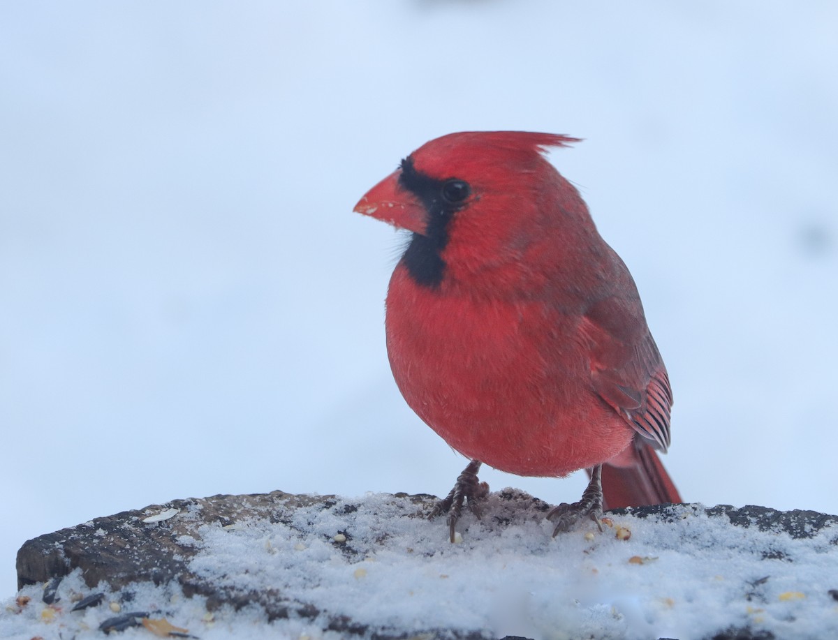 rødkardinal - ML646199890