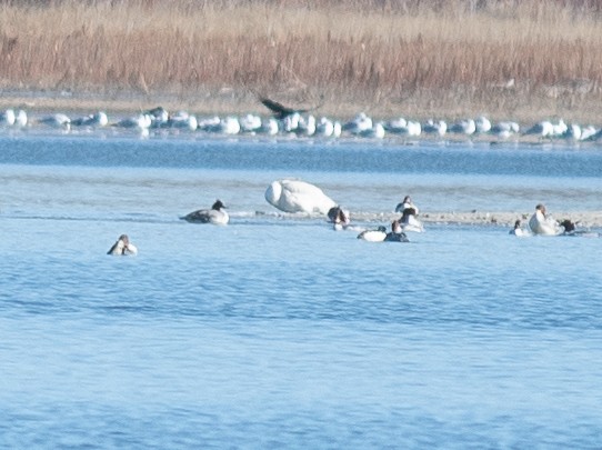 Tundra Swan - ML646199893