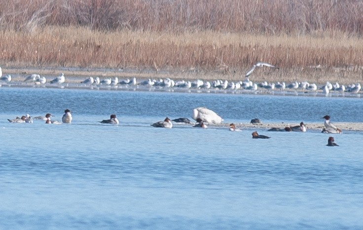 Tundra Swan - ML646199894