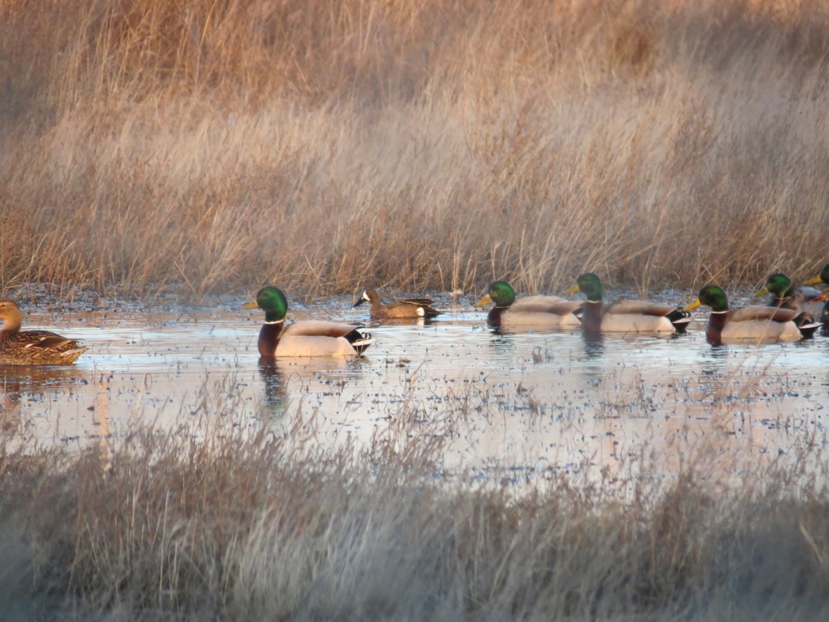 שרשיר כחול-כנף - ML646199895