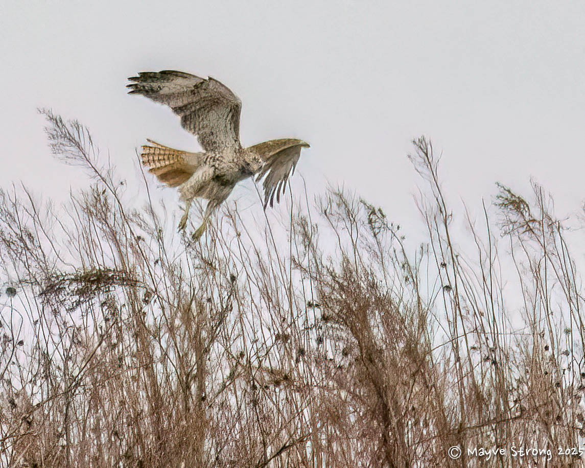 rødstjertvåk - ML646199896