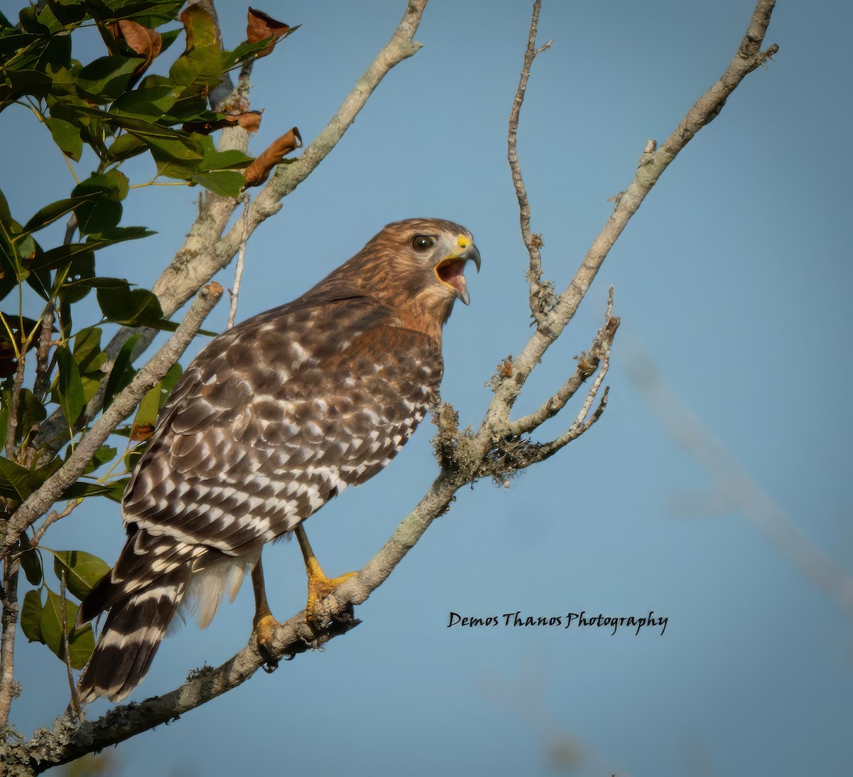 Red-shouldered Hawk - ML646199897