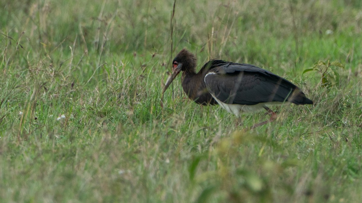 Abdim's Stork - ML646199904