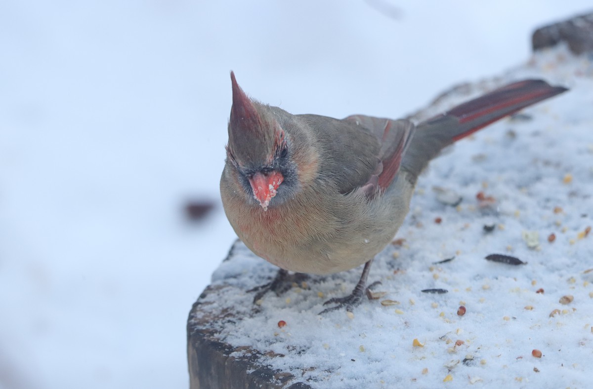 Northern Cardinal - ML646199905