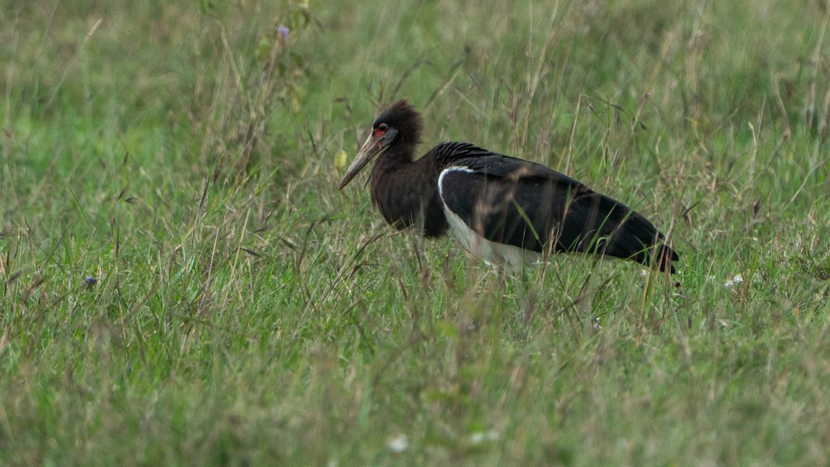 Abdim's Stork - ML646199906