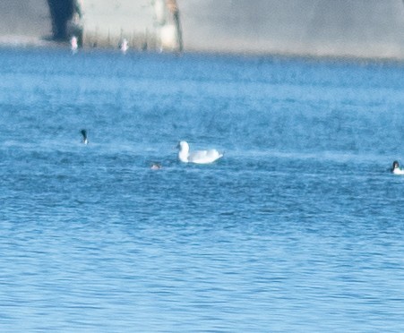 Larus sp. - ML646199911