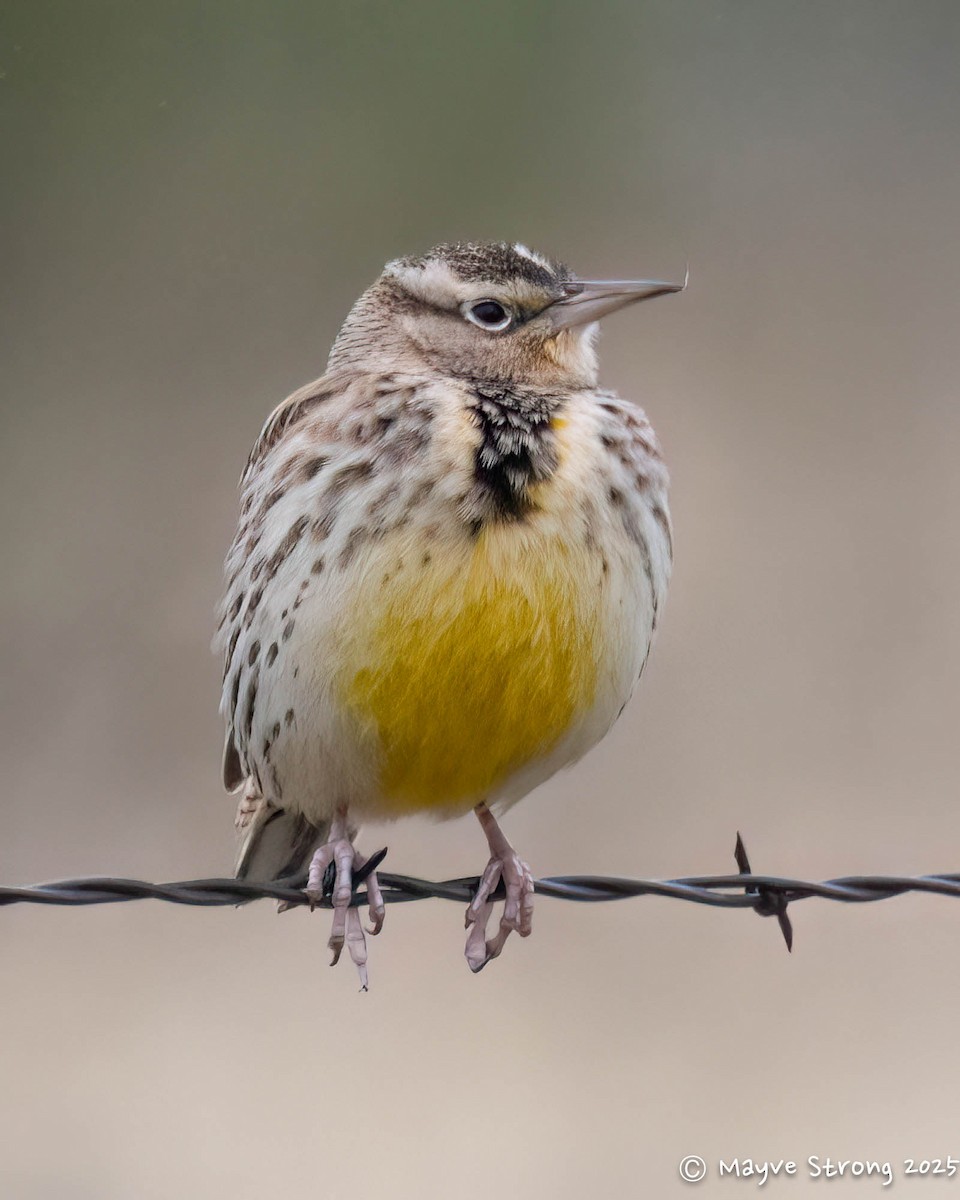 Western Meadowlark - ML646199912