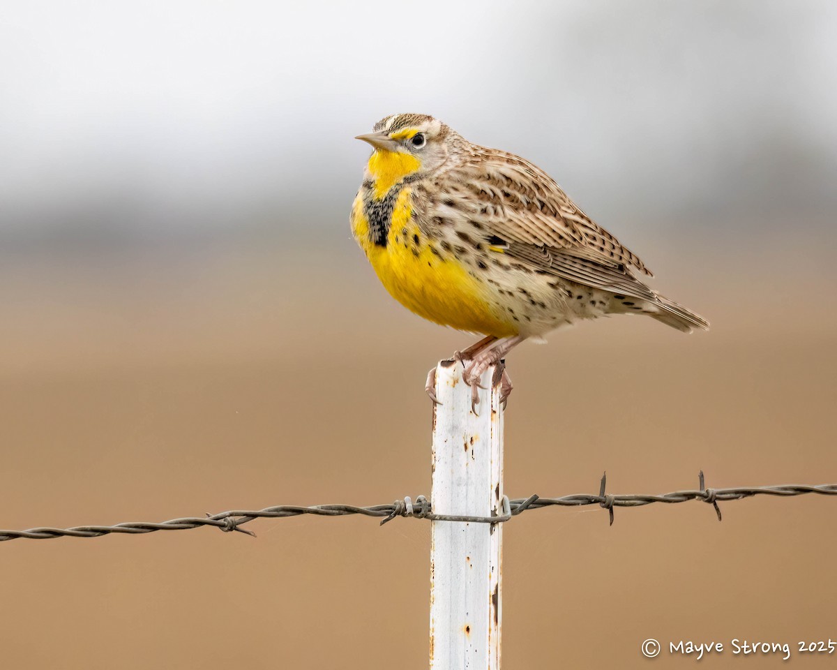 Western Meadowlark - ML646199913
