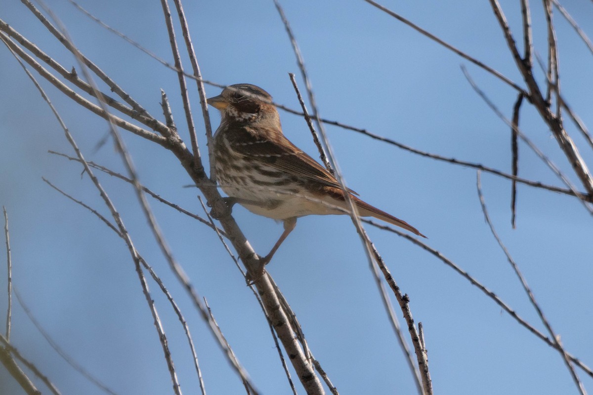 Fox Sparrow - ML646199915