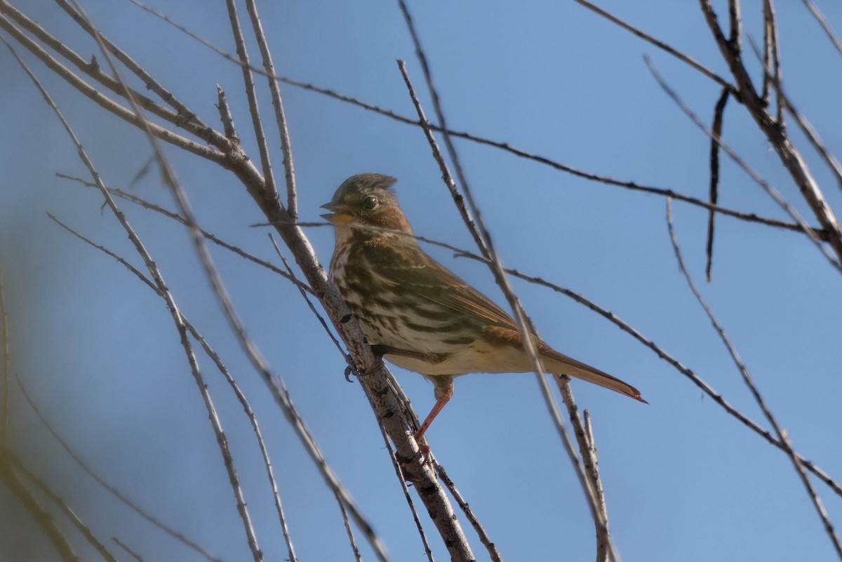 Fox Sparrow - ML646199916