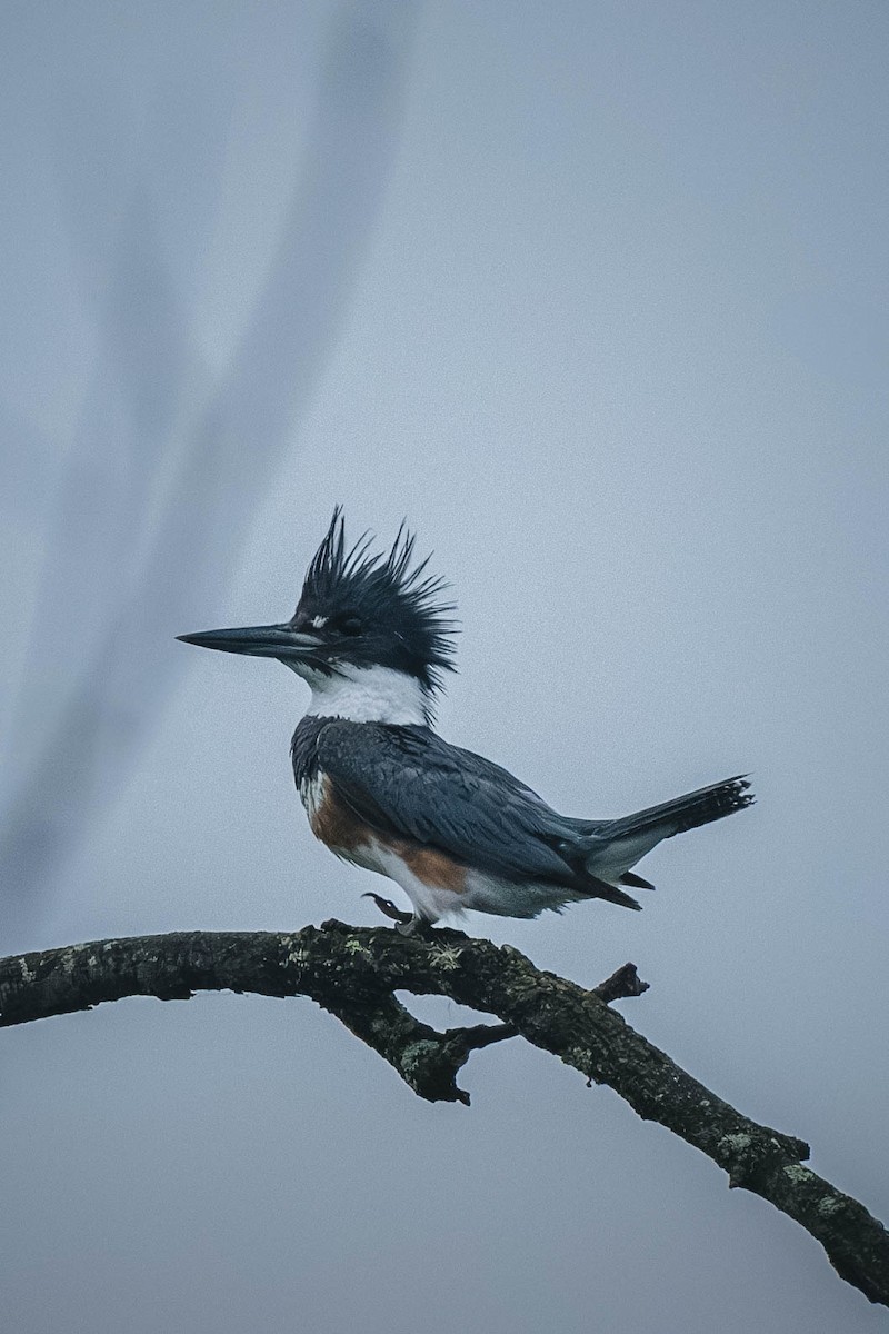 Belted Kingfisher - ML646199917