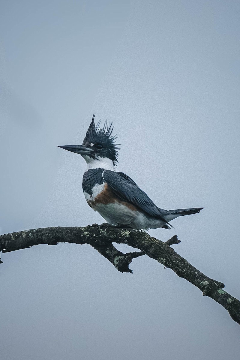 Belted Kingfisher - ML646199918