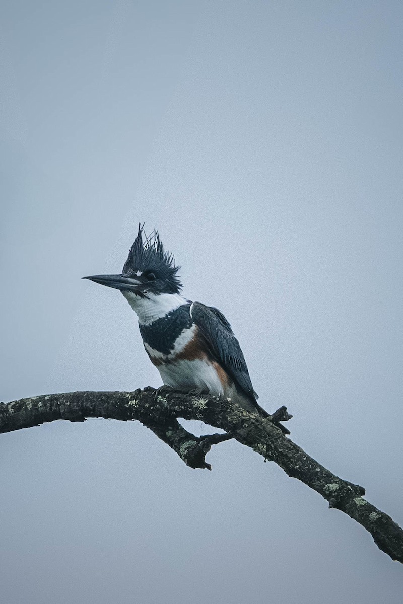 Belted Kingfisher - ML646199919