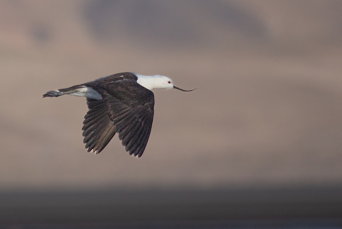 tenkozobec andský - ML646199922