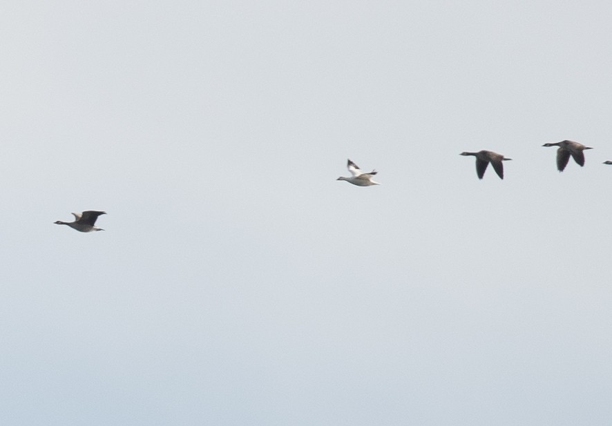 Ross's Goose - ML646199926