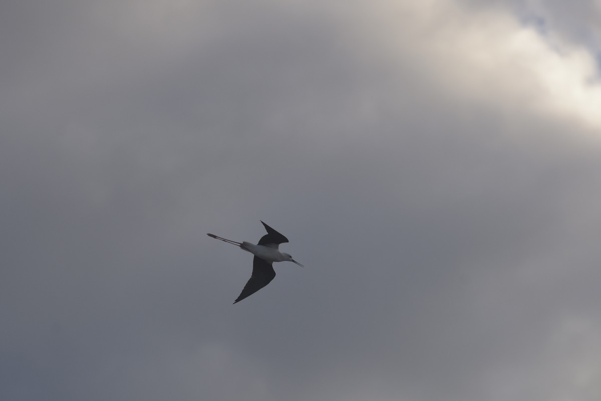 Black-winged Stilt - ML646199947